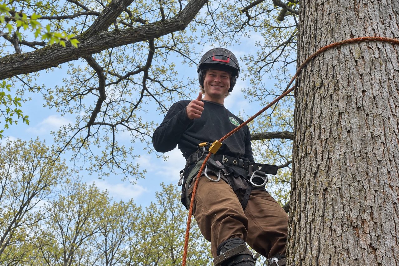 Tree removal job by Absolute Tree Service in the Muskegon area