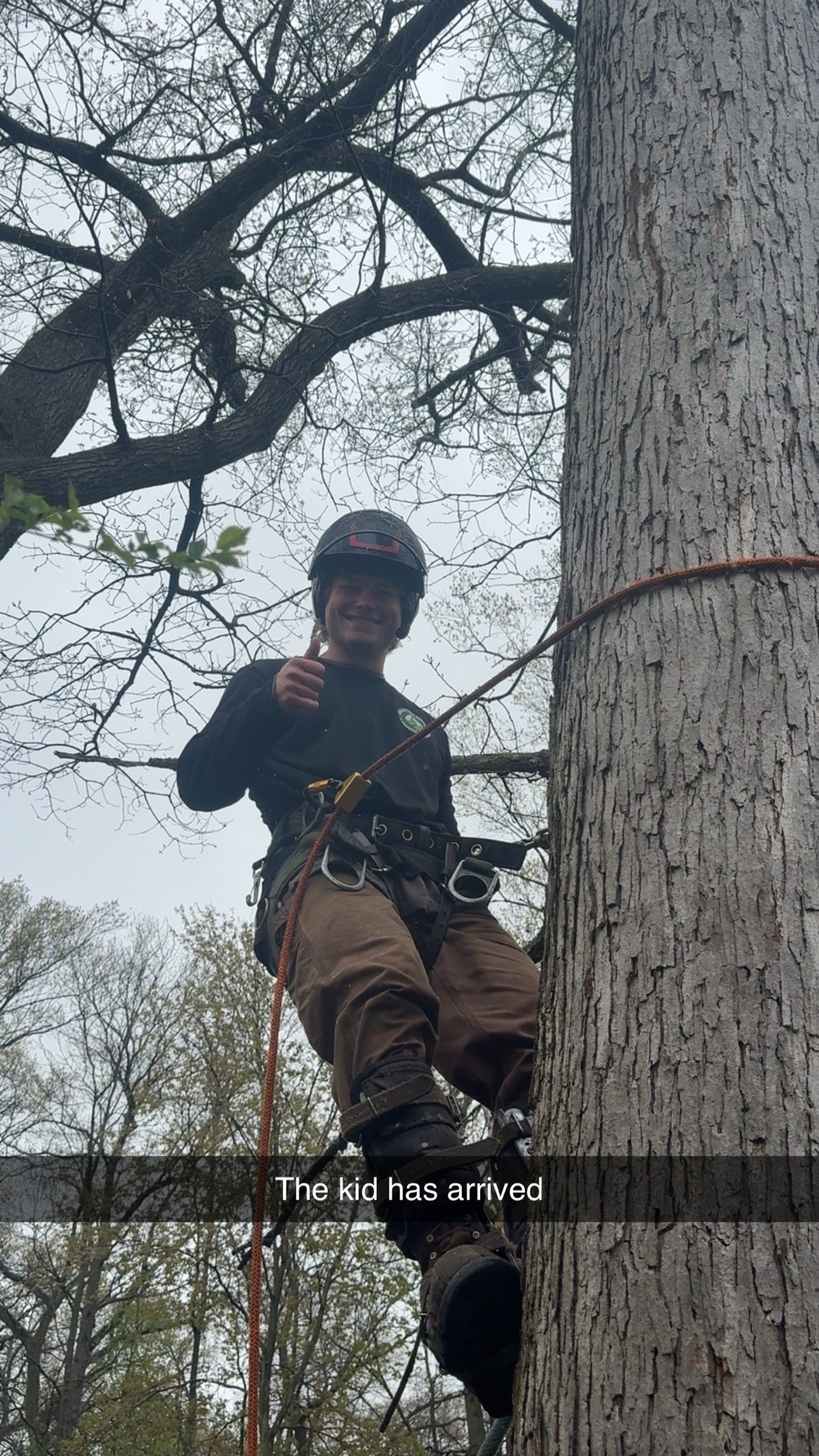 Tree removal job by Absolute Tree Service in the Muskegon area